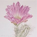 Cactus #1, by Pam Glasscock, at Calabi Gallery.