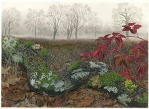 Foggy Morning, Mendocino Lichens, by Lucy Martin