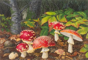 Atascadero Creek (A. muscaria), by Lucy Martin
