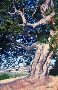 Henry White, Coast live oak